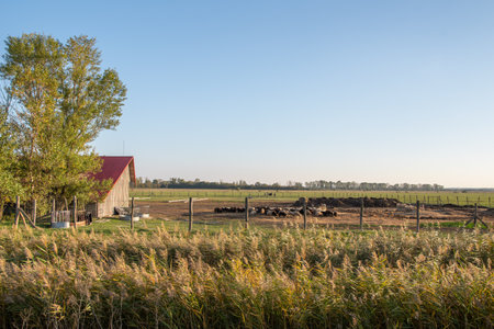 Sheep herd in Ferto-Hansag National Park, Hungaryの写真素材