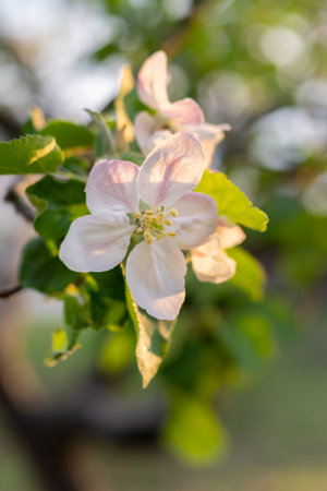 Apple tree flower in springの写真素材