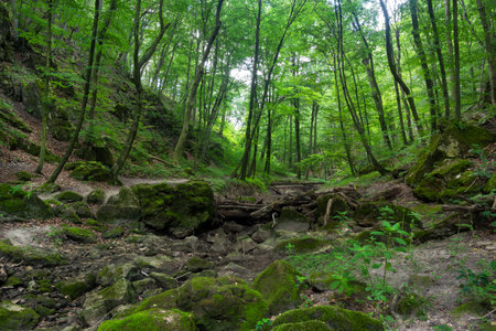 Creek inside forest in Bakony, Hungaryの写真素材
