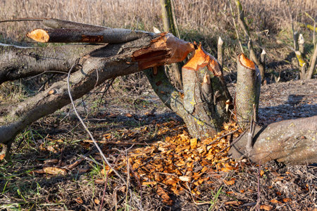 Fallen tree damaged by beaver, Hungaryの写真素材