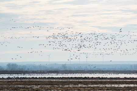 Birds flying in Ferto-Hansag National Park, Hungaryの写真素材
