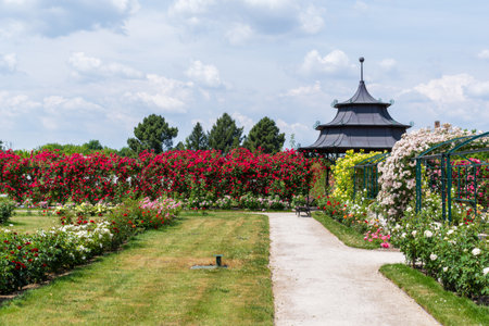 Esterhazy rose garden in summerの写真素材