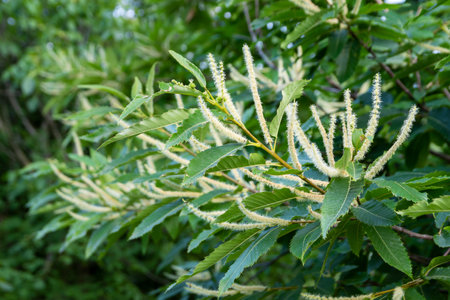 Sweet chestnut flower in summerの写真素材