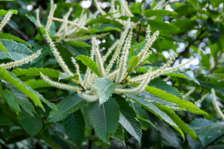 Sweet chestnut flower in summerの写真素材