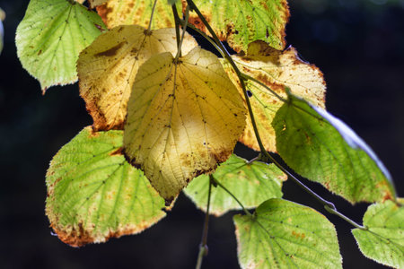 autumn leaves on the branches of a tree, close-up