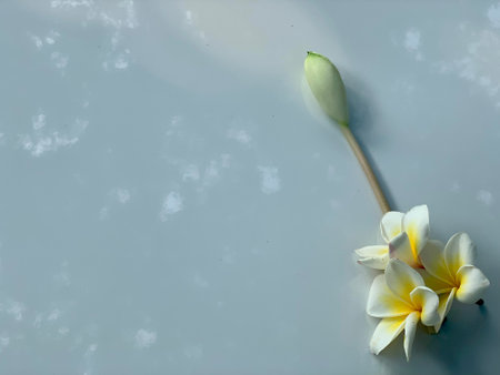 White frangipani flower on a blue background with copy spaceの写真素材