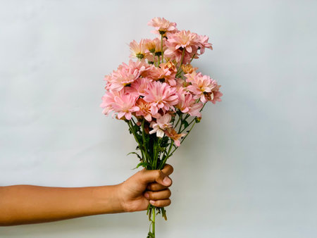 Hand holding a bouquet of pink chrysanthemums on white backgroundの写真素材
