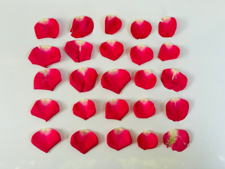 Red rose petals on white background. Valentine's day concept.の写真素材