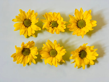 Yellow chrysanthemums on a white background, top viewの写真素材