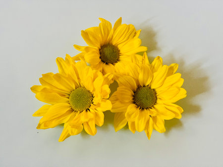 Yellow chrysanthemums on a white background. Close-up.の写真素材