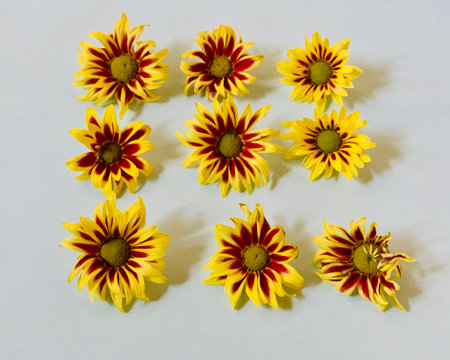 Flowers of rudbeckia on a white background. Yellow flowers.