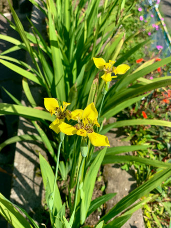 Beautiful yellow iris flowers blooming in the garden on a sunny dayの写真素材