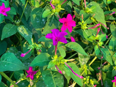 Mirabilis jalapa flower in the garden, Thailand.の写真素材