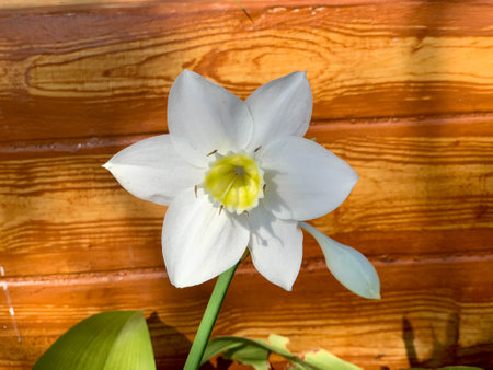 White daffodil flower on the background of a wooden wallの写真素材