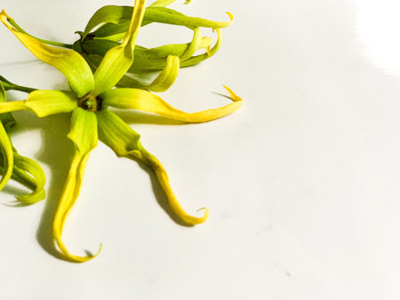 Yellow flower of ylang-ylang isolated on white background.