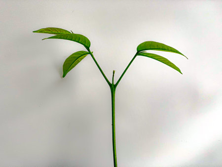 Green plant isolated on white background with clipping path. Close up.の写真素材