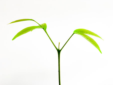 Green plant isolated on white background with clipping path and copy space.の写真素材