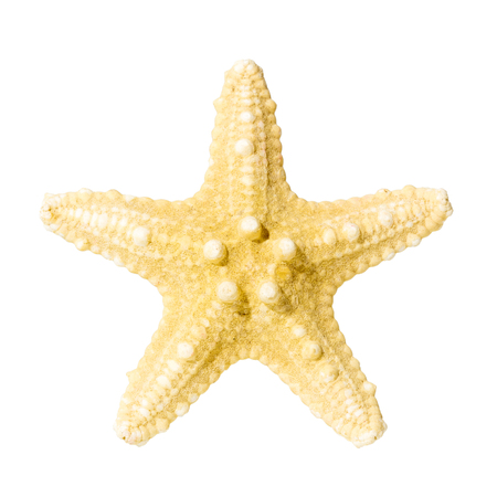 Starfish isolated on white background. Sea stars - top view