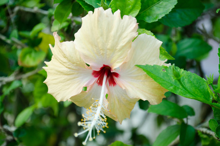 hibiscus flowerの写真素材