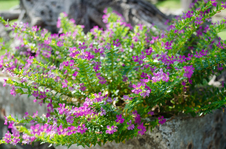 Purple flowersの写真素材