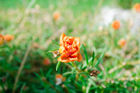 Colorful Orange  flower isolated
