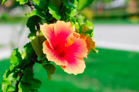 Orange hibiscus flowerの写真素材