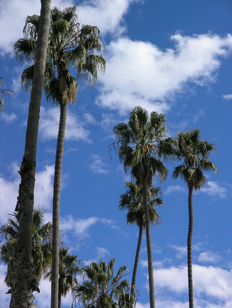 Palm trees reach up to a blue cloudy skyの写真素材