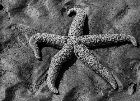 Black and White of an Alaskan sea star on the beachの写真素材