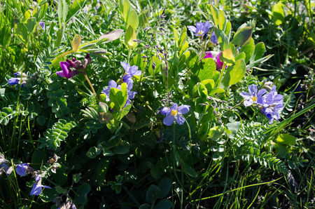 Spring in Alaska brings clusters of Beach Peas and wild Geranium on the shore of Kachemak Bay in Homer Alaskaの写真素材