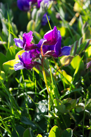 Spring in Alaska brings clusters of Beach Peas all along the shoreline of Kachemak Bay in Homer Alaskaの写真素材