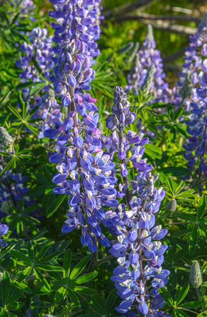 Spring in Alaska brings clusters of Lupines all along the shoreline of Kachemak Bay in Homer Alaskaの写真素材