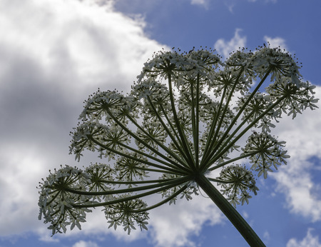A pushki flower is outlined by blue sky and white clouds の写真素材