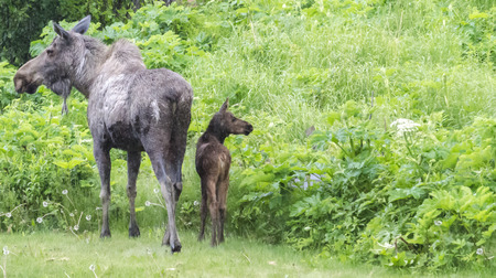 Rain soaked moose cow and calf need to decide what way to go nextの写真素材