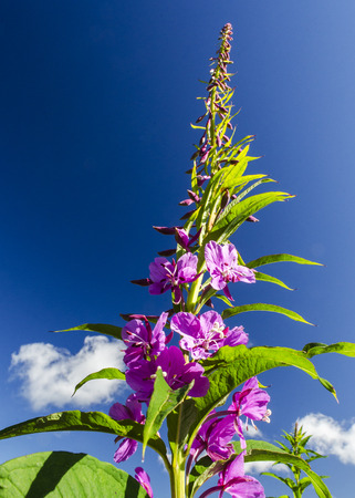 Fireweed marks high summer in Alaska   This one is highlighted against a blue skyの写真素材