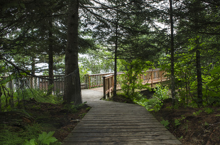 The new walkway is clearly shown by the difference in the weathering of the wood on the walkway in the sub tropical forest of the Kenai Mountains の写真素材