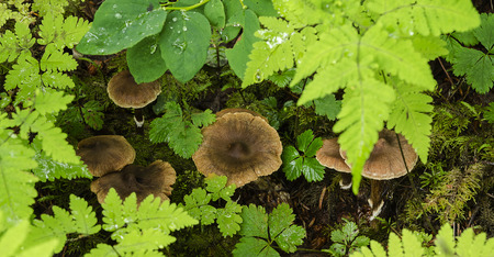 This photo provides a view of brown mushrooms hidden under ferns and nestled in moss の写真素材