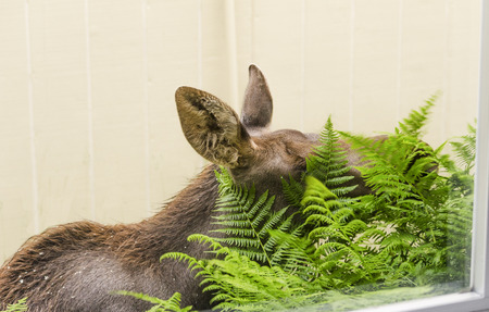 Moose calf does window grocery shopping by nibbling on bright fresh green fernsの写真素材