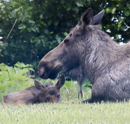 A moose calf huddles under her mom during a rain storm having been soaked through by days of rainの写真素材