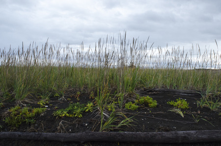 Green grass on a dark sandy beach are still against a cloudy skyの写真素材
