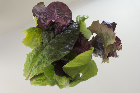 Green and purple lettuce are reflected by a mirrorの写真素材