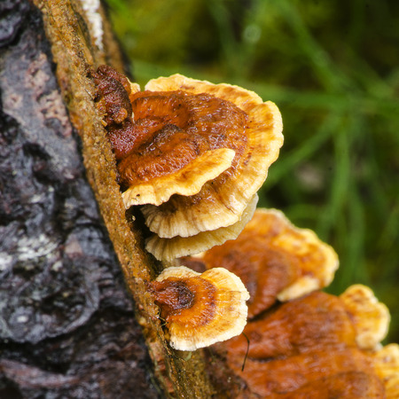 Orange with white trim mushrooms cling to the side of a tree