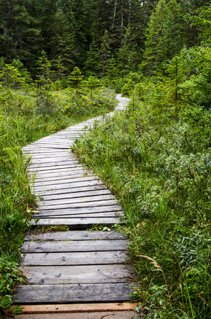 A plank walkway opens a bog to viewing without the mudの写真素材
