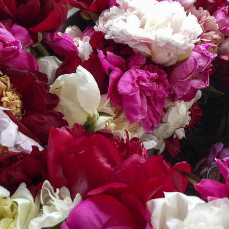 Red, white, and pink peonies fill the frameの写真素材