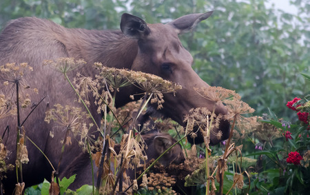 A moose cow and calf look for dinner in a light fogの写真素材