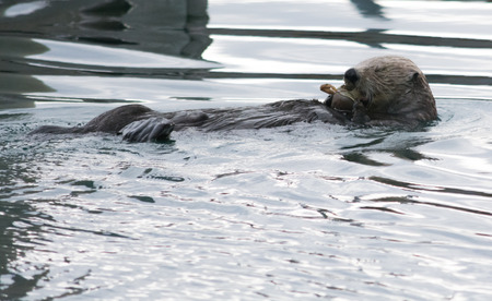 An otter squeezes itの写真素材