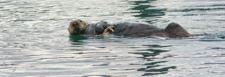 A otter half rolled on to side is washing itの写真素材