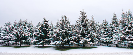 A stand of Sitka Spruce is covered with a fresh coating of snow.