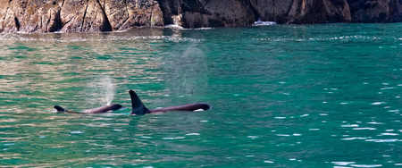 Killer what mother and calf surface for a quick breathの写真素材