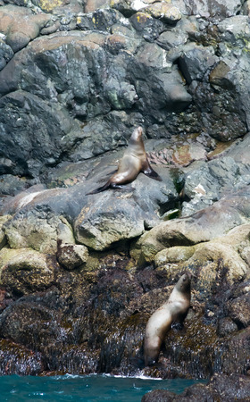 The seals have found a rocky shelf above the tide line to sun themselvesの写真素材
