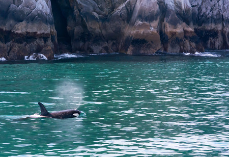 The plume from an Orca's exhale drifts on the wind as the animal swims awayの写真素材